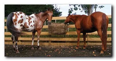 Calm Healthy Horses Hay Saver Small